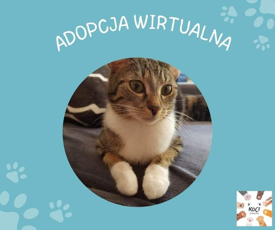 Baner promujący adopcje wirtualną