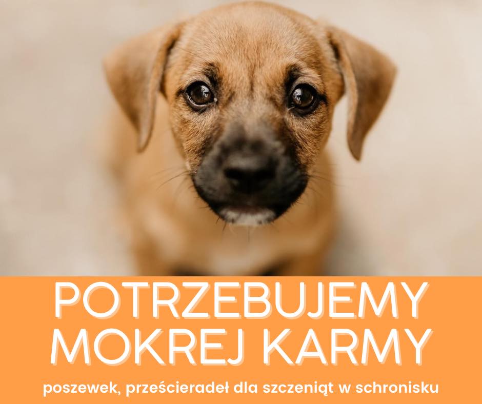 Potrzebna pomoc dla szczeniąt - smutnooki pies